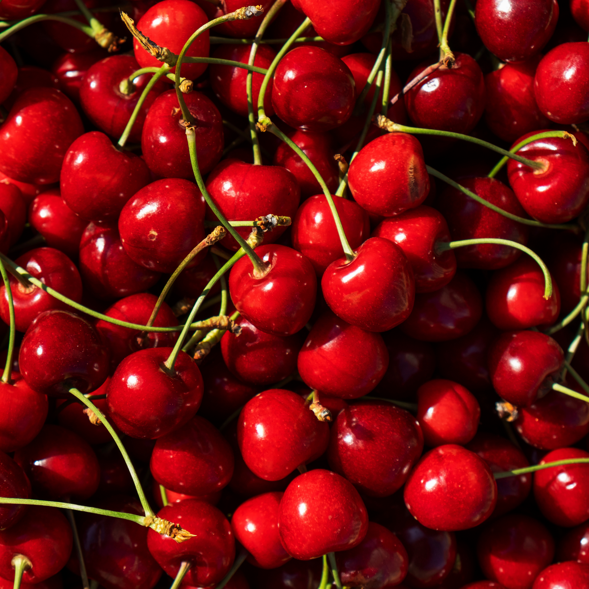 Sour Cherry Berry
